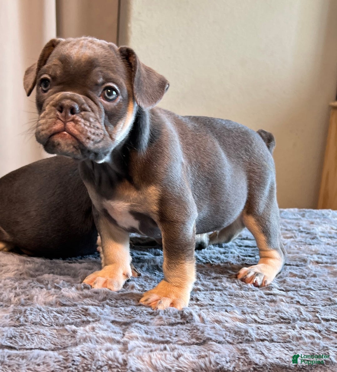 English Bulldog dogs for sale: Blue Boy - Image 5