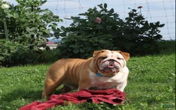 English Bulldog dogs for sale: Wiggles - Image 11