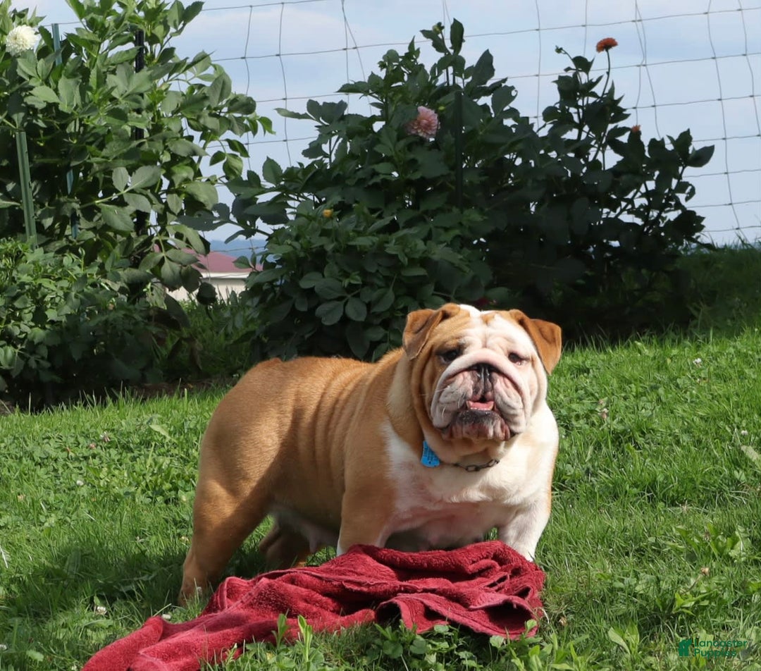 English Bulldog dogs for sale: Wiggles - Image 11