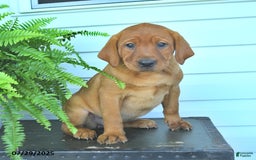 Labrador Retriever dogs for sale: Yara - Image 4