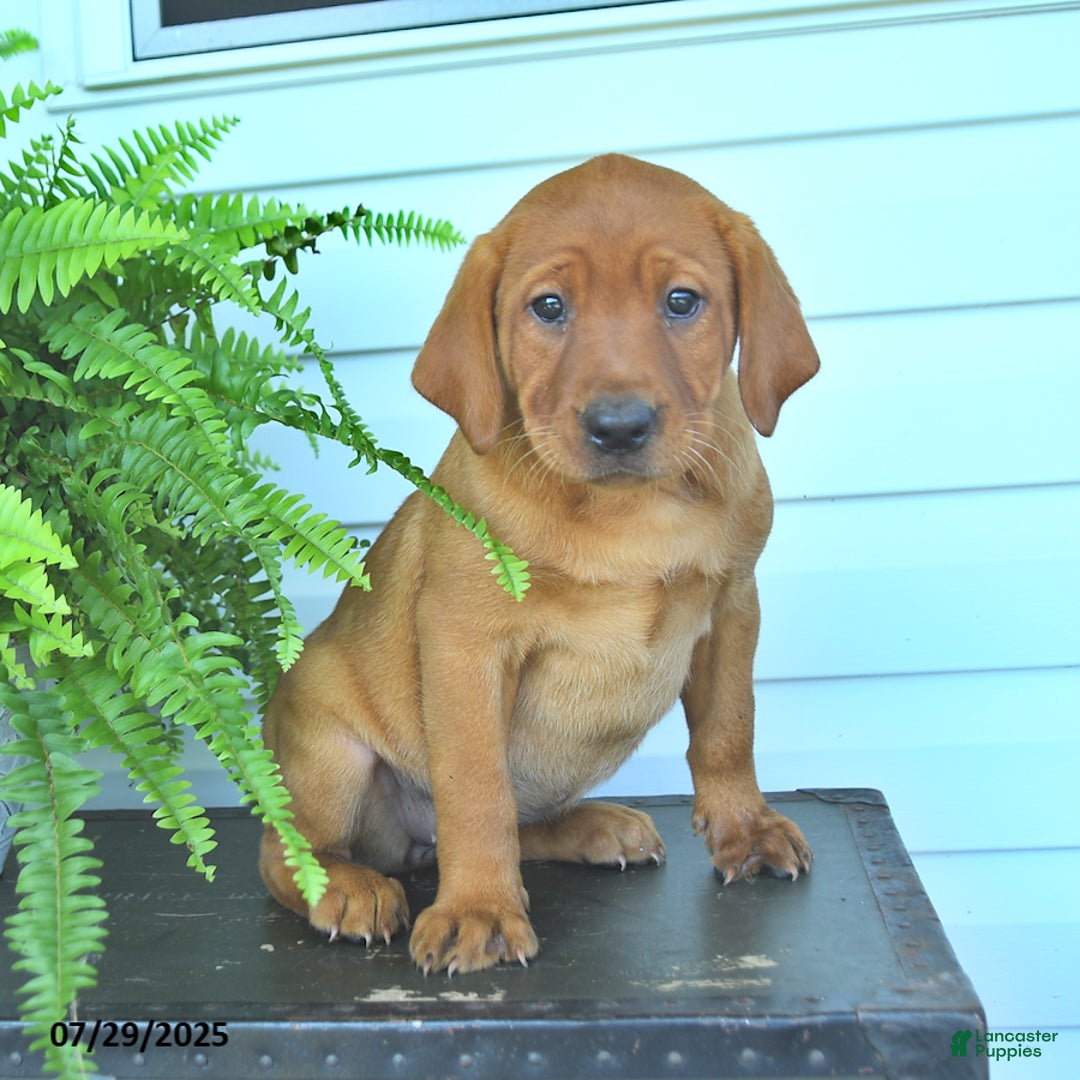 Labrador Retriever dogs for sale: Yara - Image 4