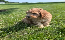 Cavapoo dogs for sale: Wallon - Image 3