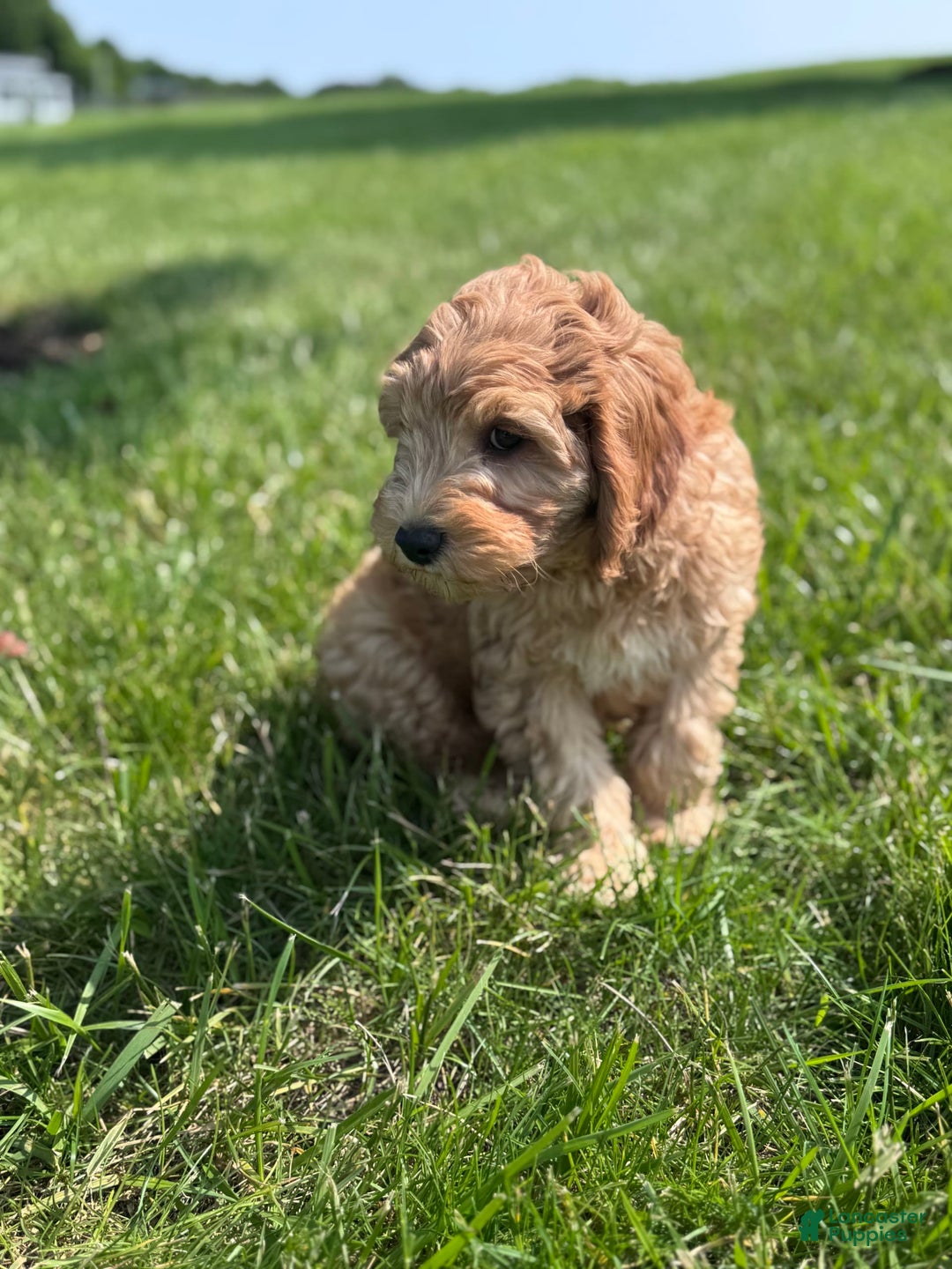 Cavapoo dogs for sale: Wallon - Image 3