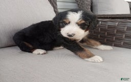 Bernedoodle dogs for sale: Ashton - Image 10