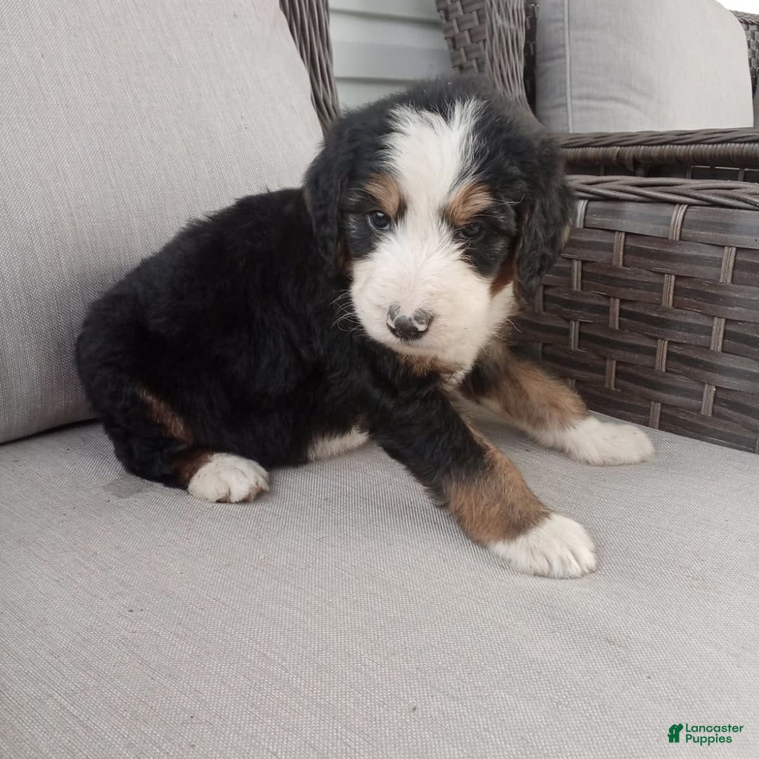 Bernedoodle dogs for sale: Ashton - Image 10