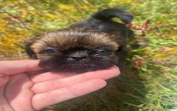 Shih Tzu dogs for sale: Leah - Image 12