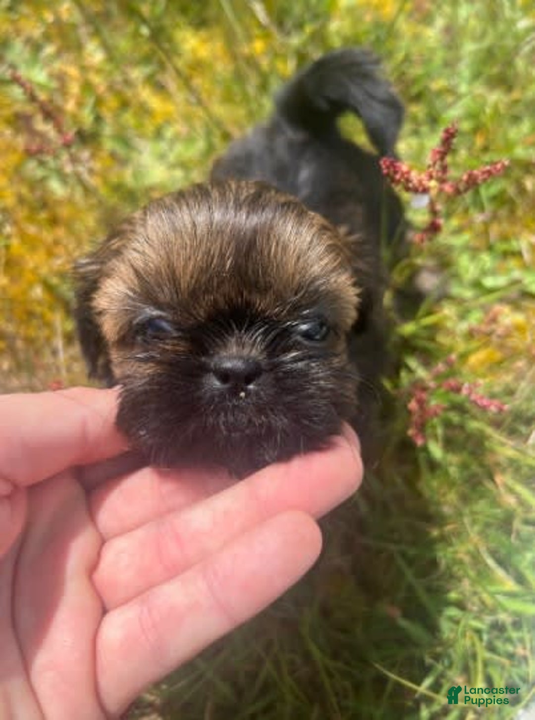 Shih Tzu dogs for sale: Leah - Image 12