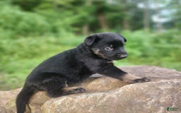 German Shepherd dogs for sale: Kat - Image 19