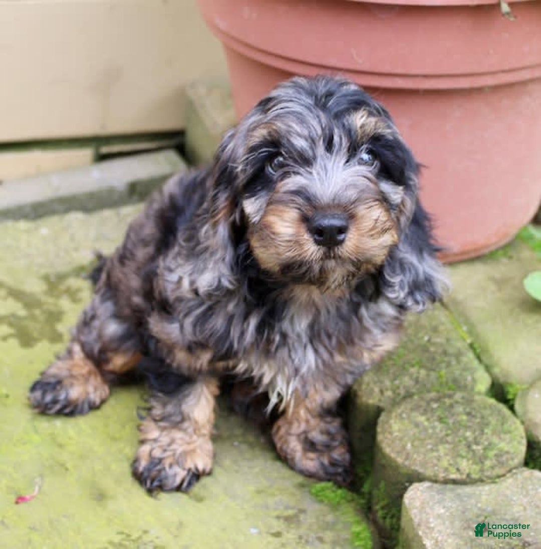 Cockapoo dogs for sale: Oliver - Image 4