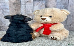 Yorkshire Terrier dogs for sale: Cheddar - Image 2