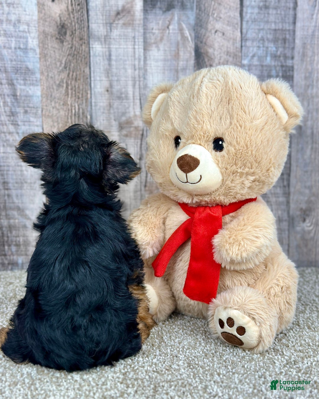 Yorkshire Terrier dogs for sale: Cheddar - Image 2