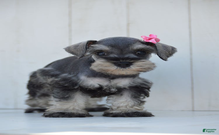 Miniature Schnauzer dogs for sale - Ad 4
