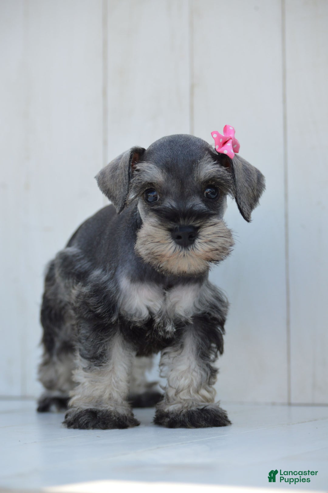 Miniature Schnauzer dogs for sale: Tanzy - Image 1
