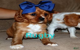 Cavalier King Charles Spaniel dogs for sale: Rugby - Image 2