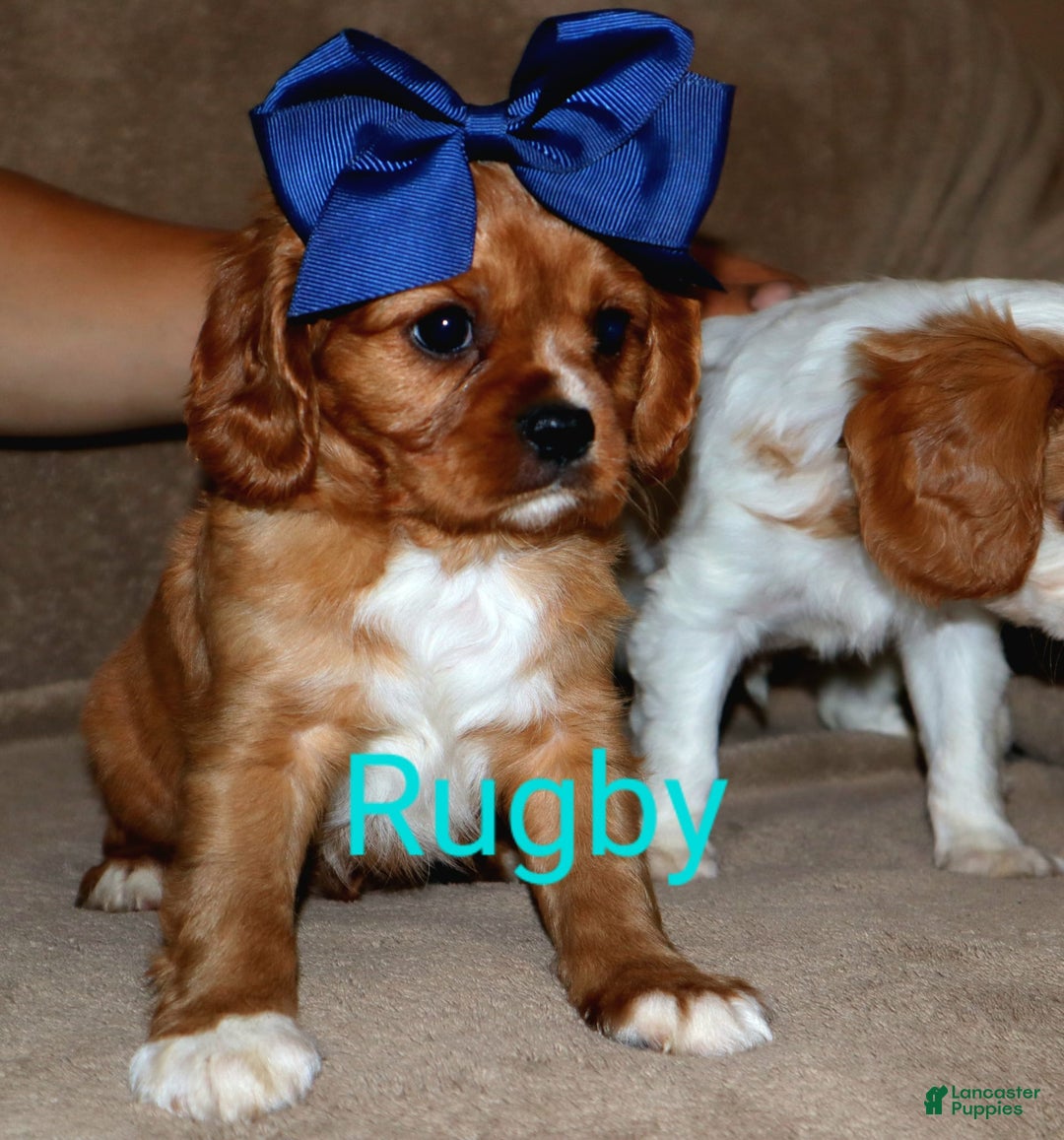 Cavalier King Charles Spaniel dogs for sale: Rugby - Image 2