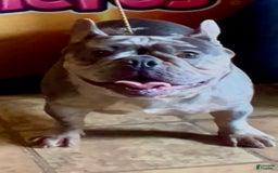 French Bulldog dogs for sale: Venus - Image 3