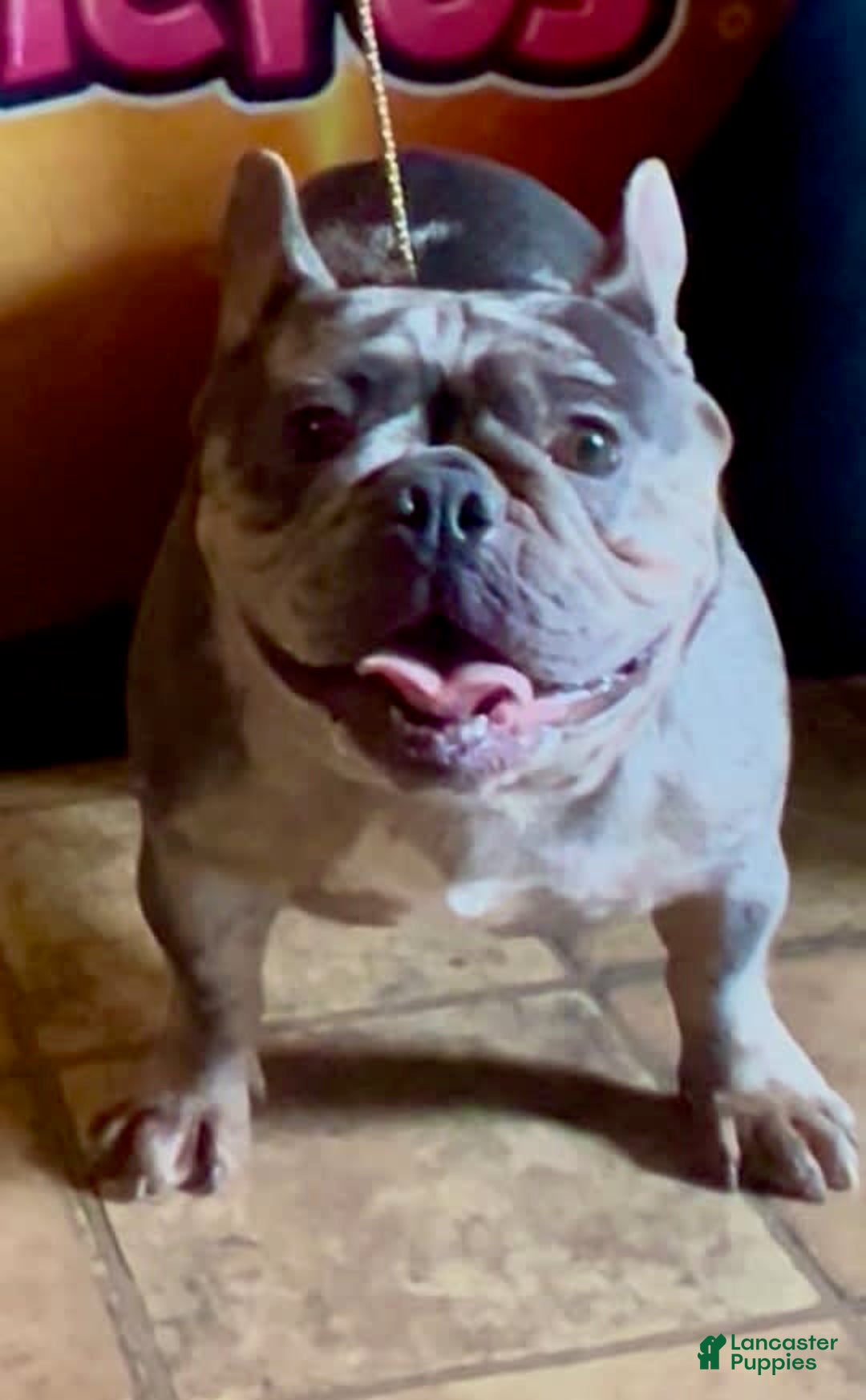 French Bulldog dogs for sale: Venus - Image 3