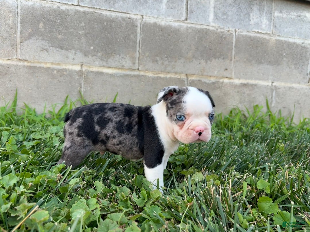 Boston Terrier dogs for sale: Diamond - Image 5