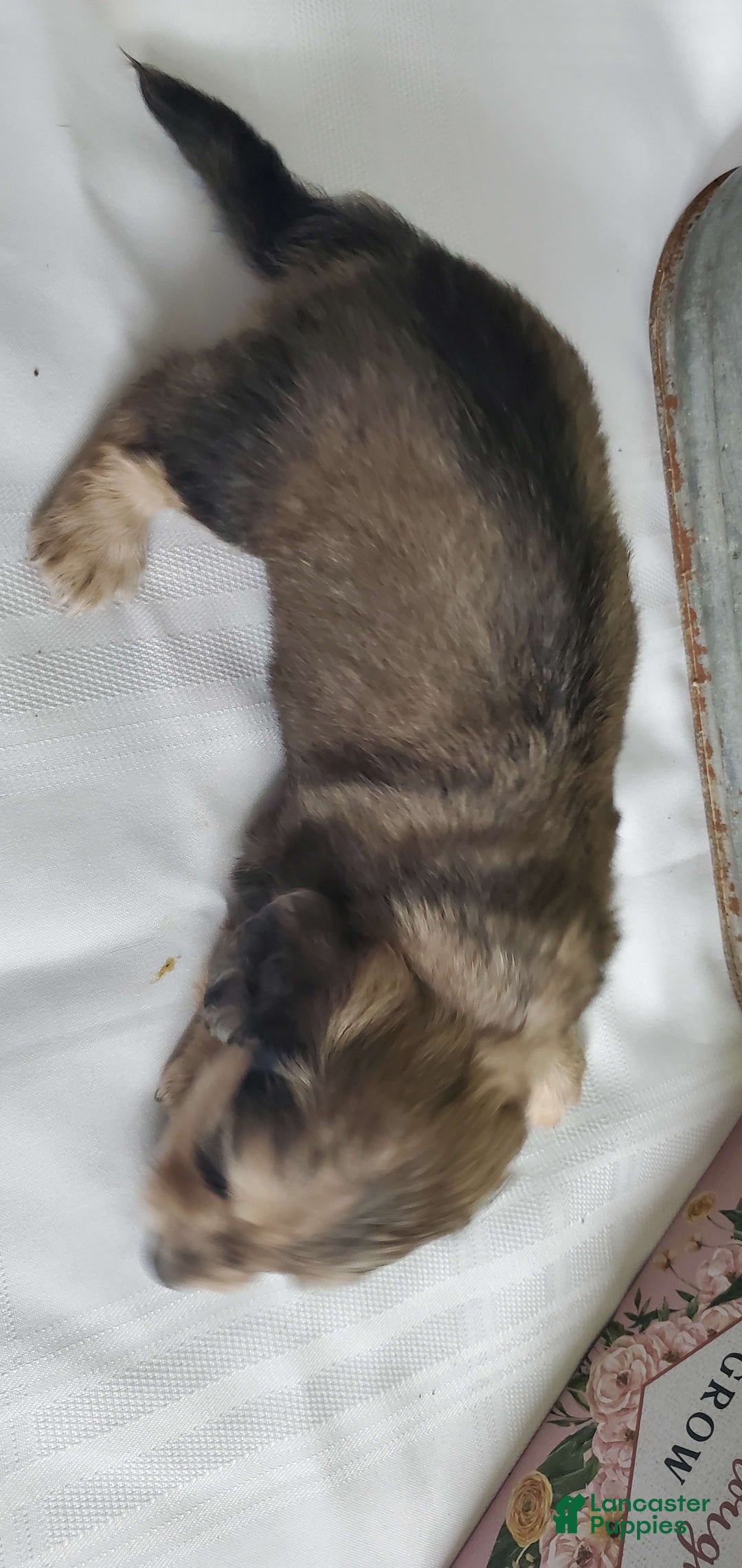 Miniature Dachshund dogs for sale: Karl - Image 5