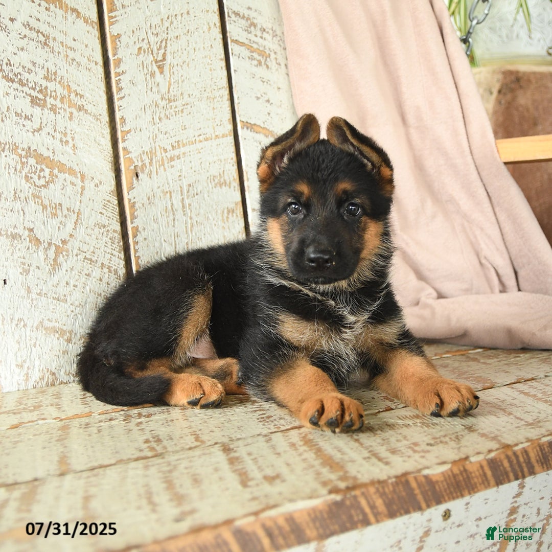German Shepherd dogs for sale: Whisper - Image 2