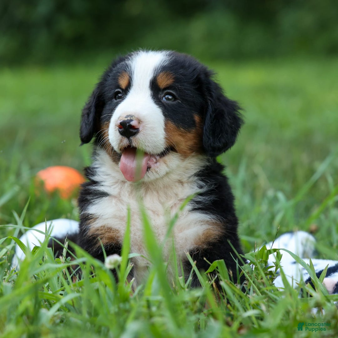 Bernese Mountain Dog dogs for sale: Sage - Image 13