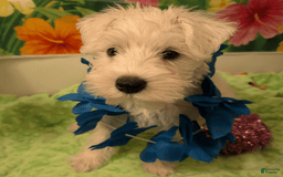 Miniature Schnauzer dogs for sale: Cotton Wiggles - Image 4