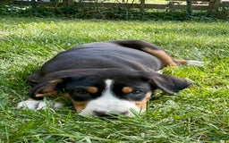 Greater Swiss Mountain Dog dogs for sale: Julep - Image 11