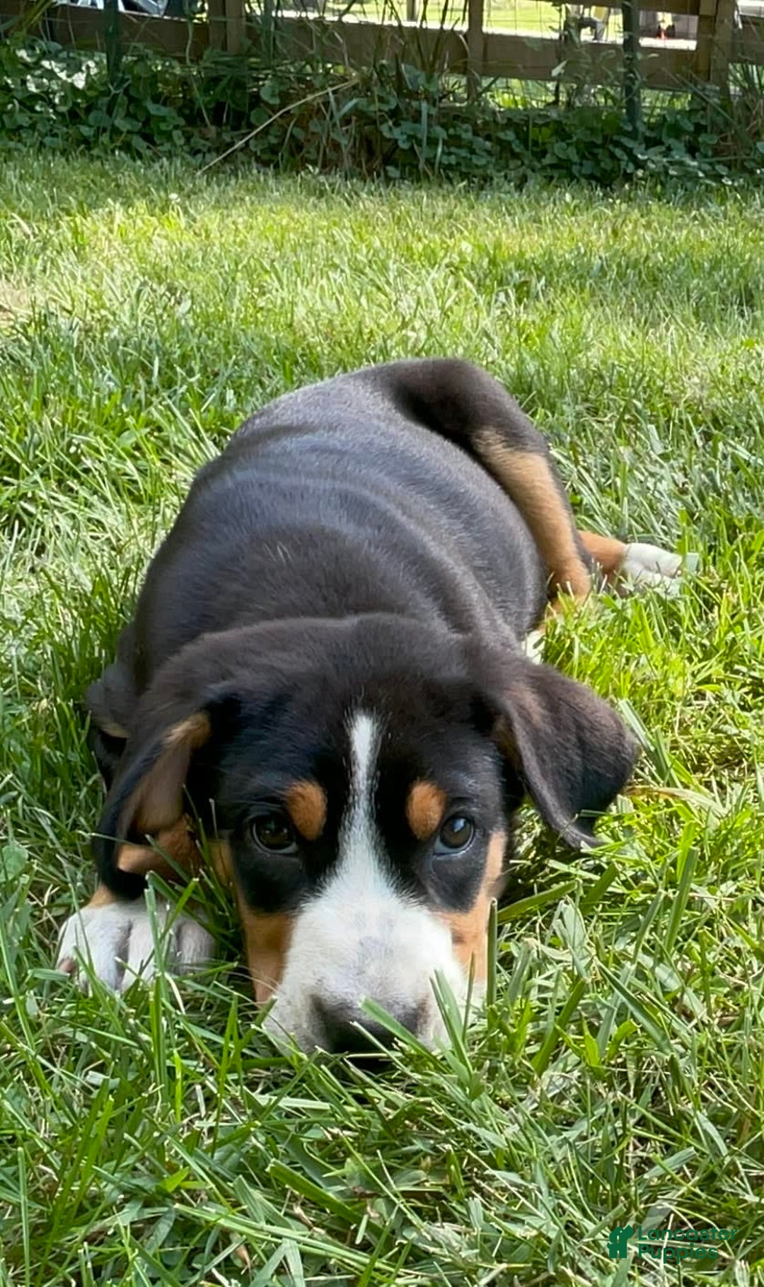Greater Swiss Mountain Dog dogs for sale: Julep - Image 11