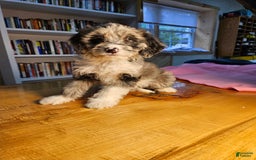 Portuguese Water Dog dogs for sale: Skylar - Image 7