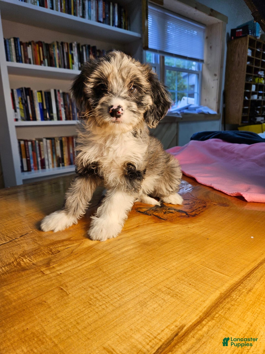 Portuguese Water Dog dogs for sale: Skylar - Image 7