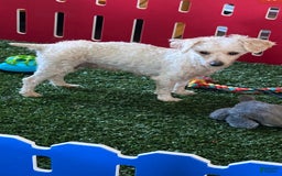 Toy Poodle dogs for sale: Grace - Image 5