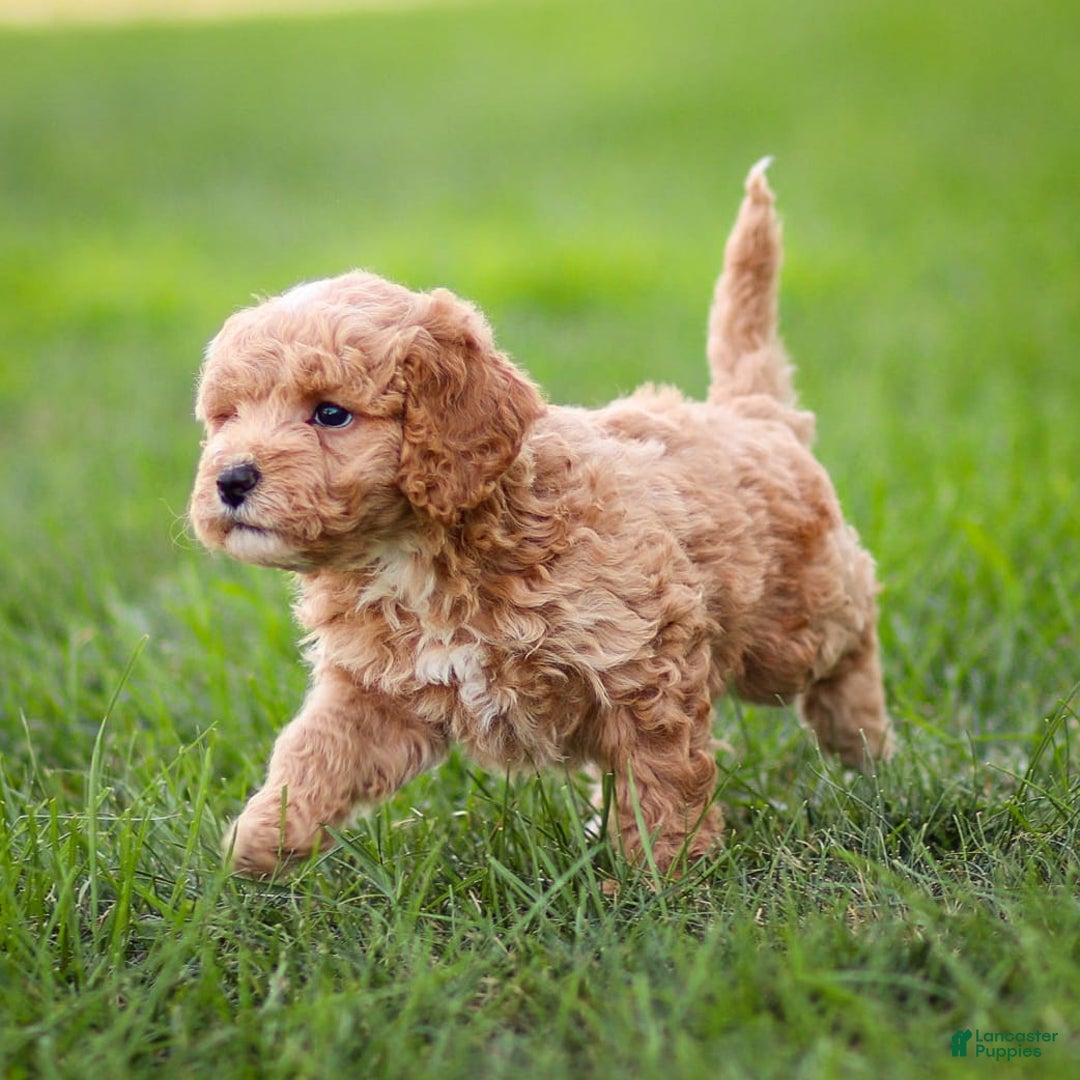 Goldendoodle dogs for sale: Olivia - Image 11
