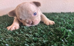 French Bulldog dogs for sale: Dutches - Image 2
