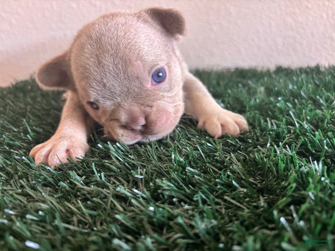 French Bulldog dogs for sale: Dutches - Image 2