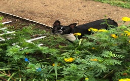 Boston Terrier dogs for sale: Hope - Image 5