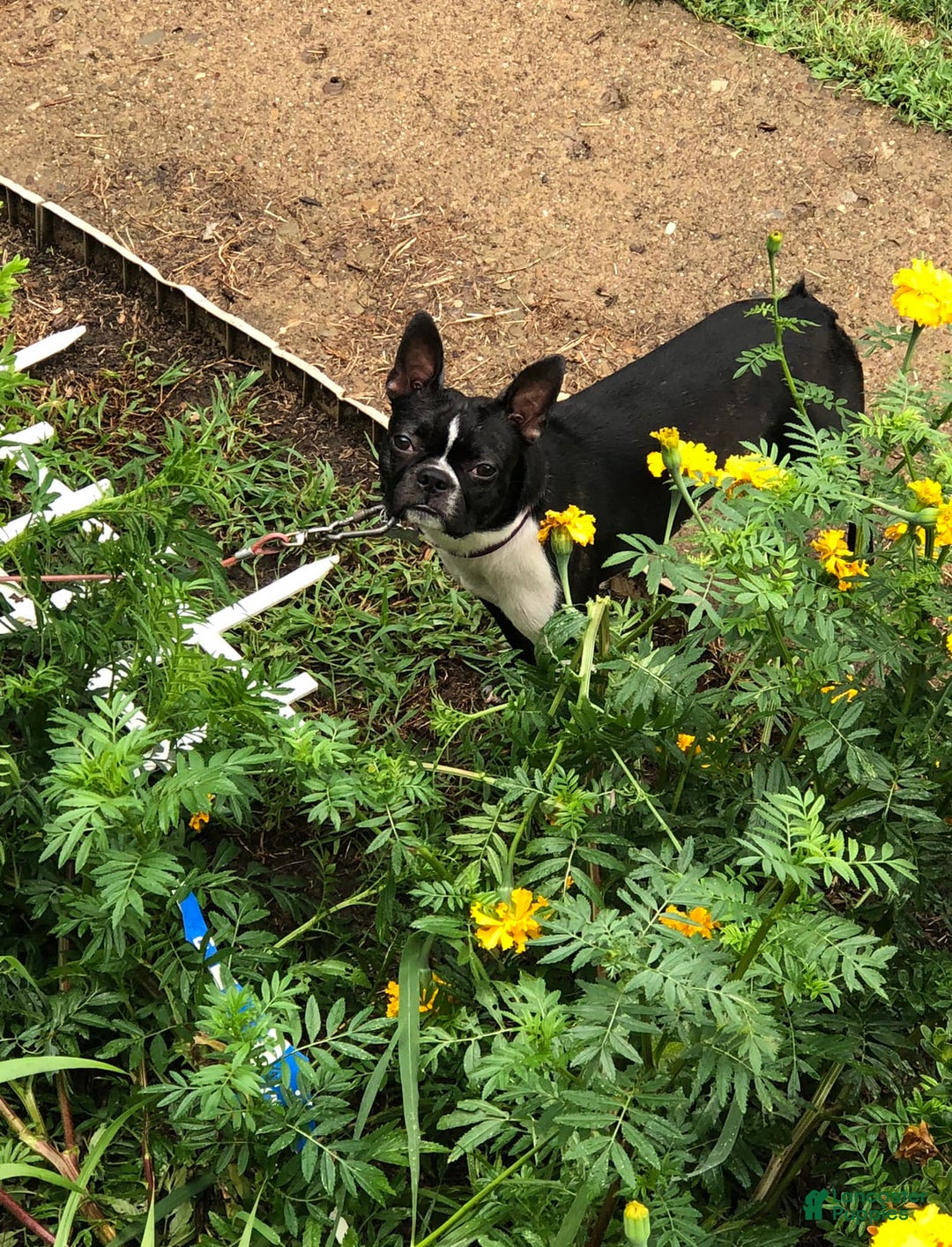 Boston Terrier dogs for sale: Hope - Image 5