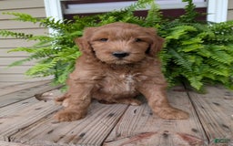 Goldendoodle dogs for sale: Cash - Image 19