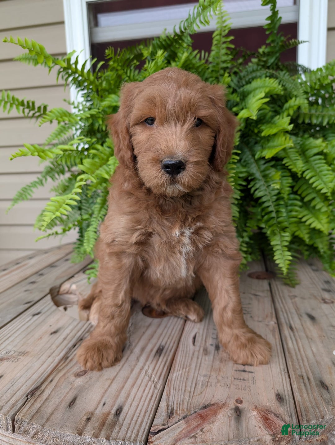 Goldendoodle dogs for sale: Cash - Image 19