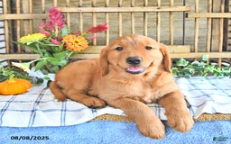 Golden Retriever dogs for sale: Golden Retriever 11 puppies - Image 37
