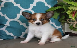 Papillon dogs for sale: Sierra - Image 2