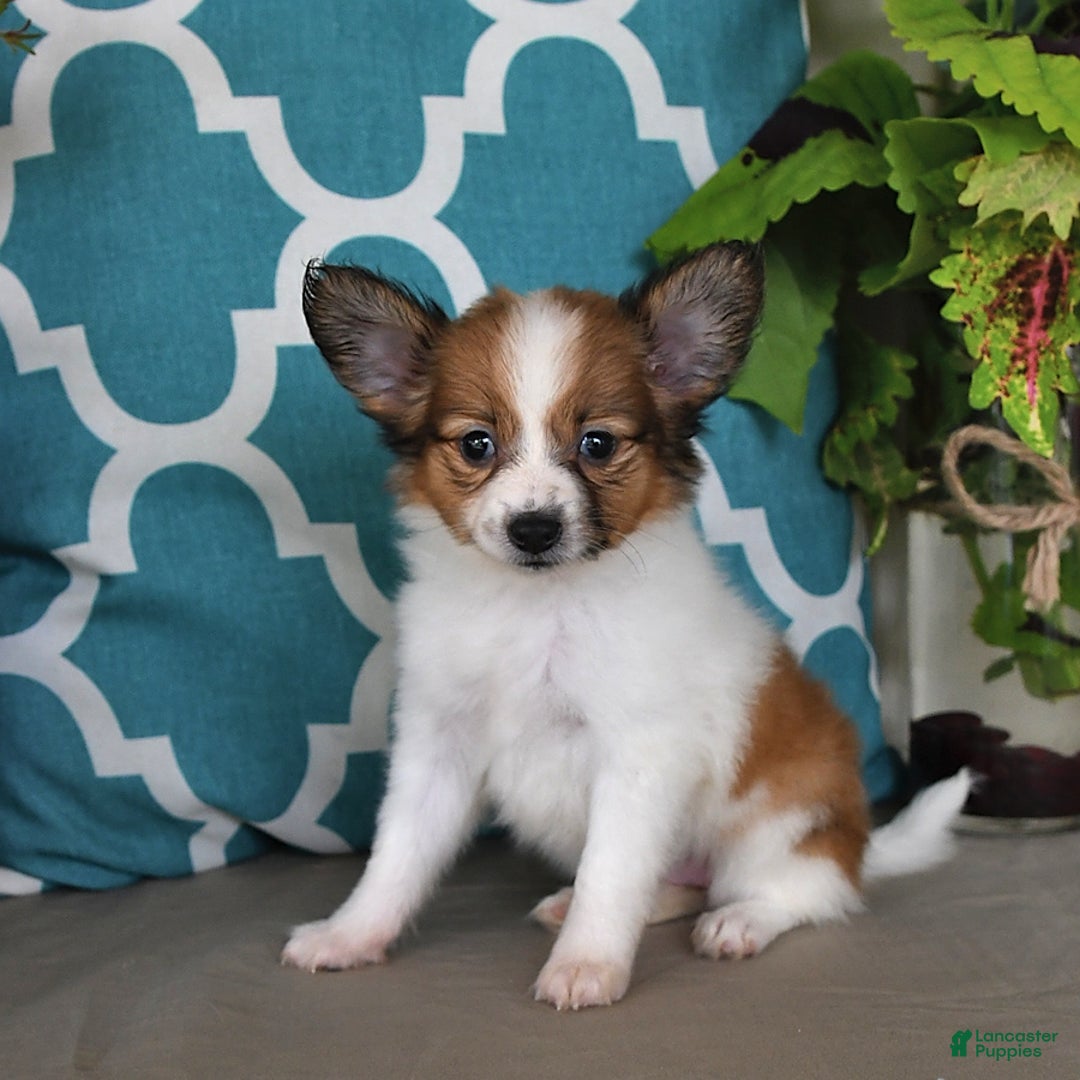 Papillon dogs for sale: Sierra - Image 2
