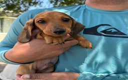 Miniature Dachshund dogs for sale: Twins - Image 28