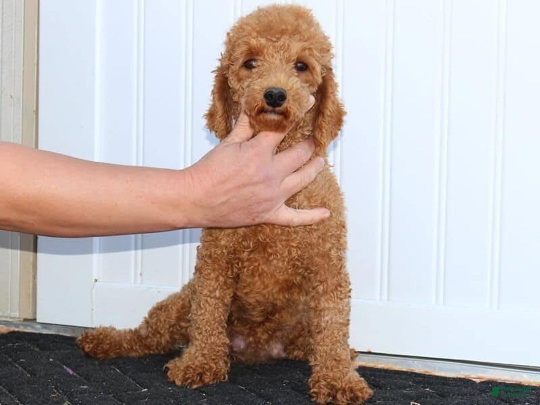 Miniature Poodle dogs for sale: Andre - Image 11
