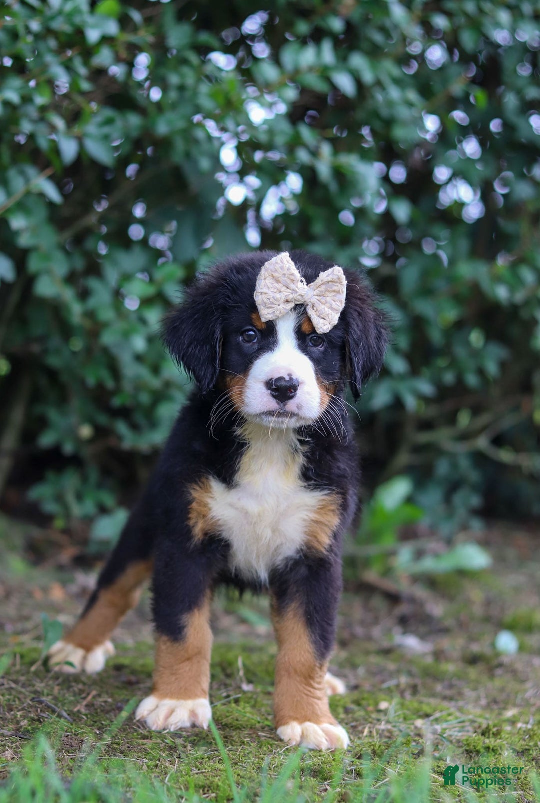 Bernese Mountain Dog dogs for sale: Alice - Image 9