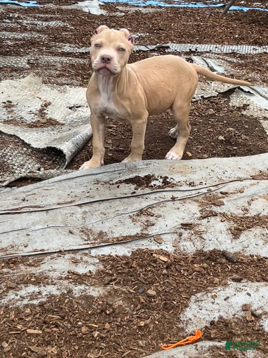 American Bully dogs for sale: Shadow - Image 2