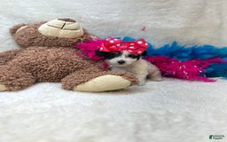 Yorkiepoo dogs for sale: Cherry - Image 2
