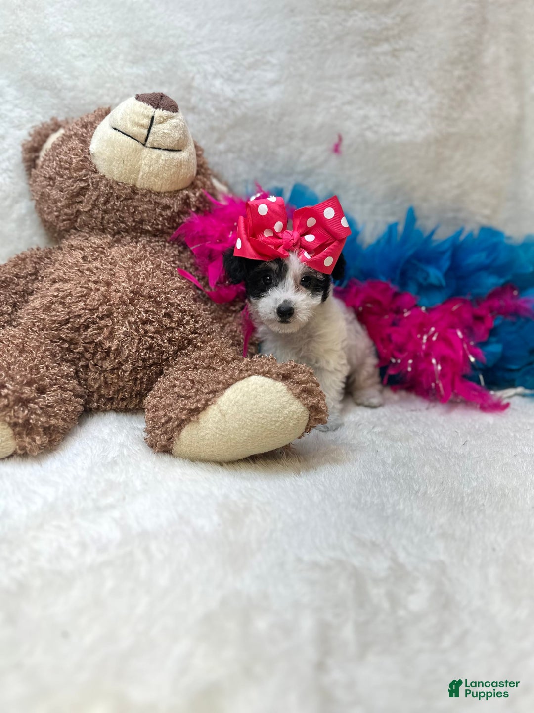 Yorkiepoo dogs for sale: Cherry - Image 2