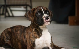 Boxer dogs for sale: Tori - Image 8
