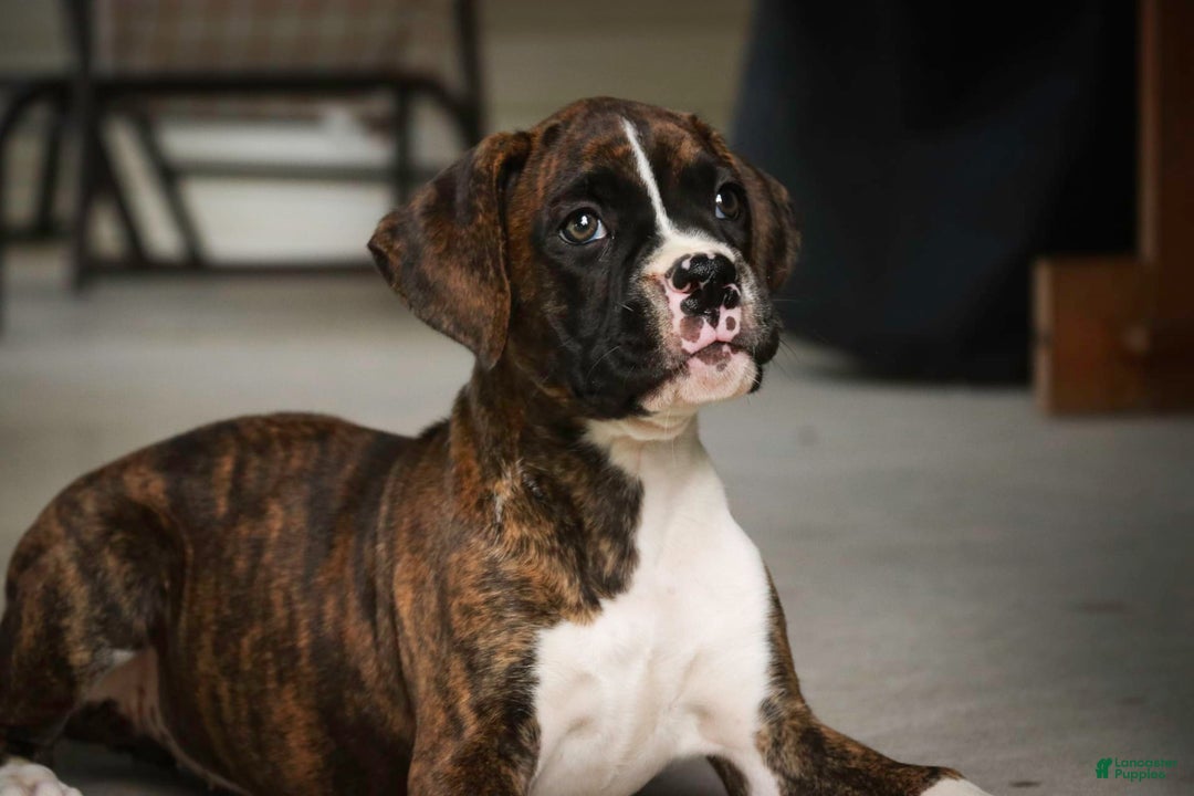 Boxer dogs for sale: Tori - Image 8