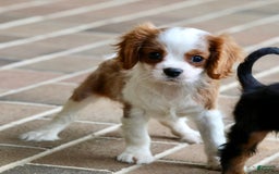 Cavalier King Charles Spaniel dogs for sale: Loki - Image 22